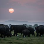 Udawalawe National Park – Meet Sri Lanka’s Gentle Giants
